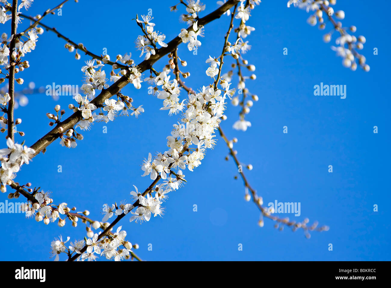 White cherry blossoms with a clear blue sky Shallow d o f Stock Photo