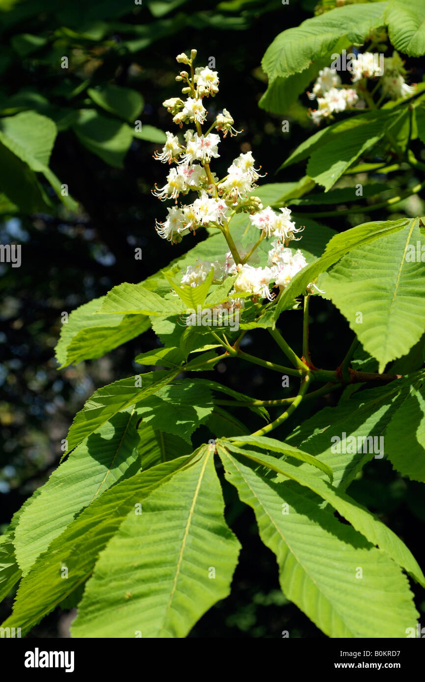 Horse Chestnut Tree Bloom England High Resolution Stock Photography and ...
