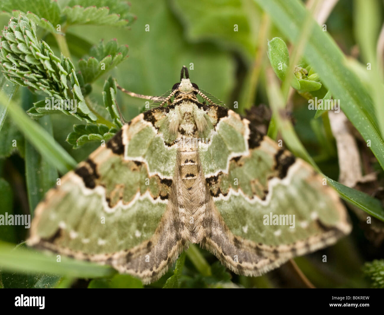 Green Carpet Moth Colostygia pectinataria Geometridae at rest amongst blades of grass Stock Photo
