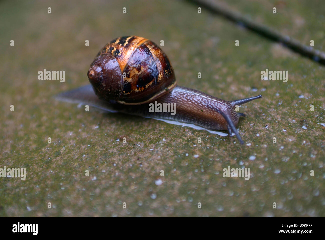A snail on a wet floor in the rain Stock Photo