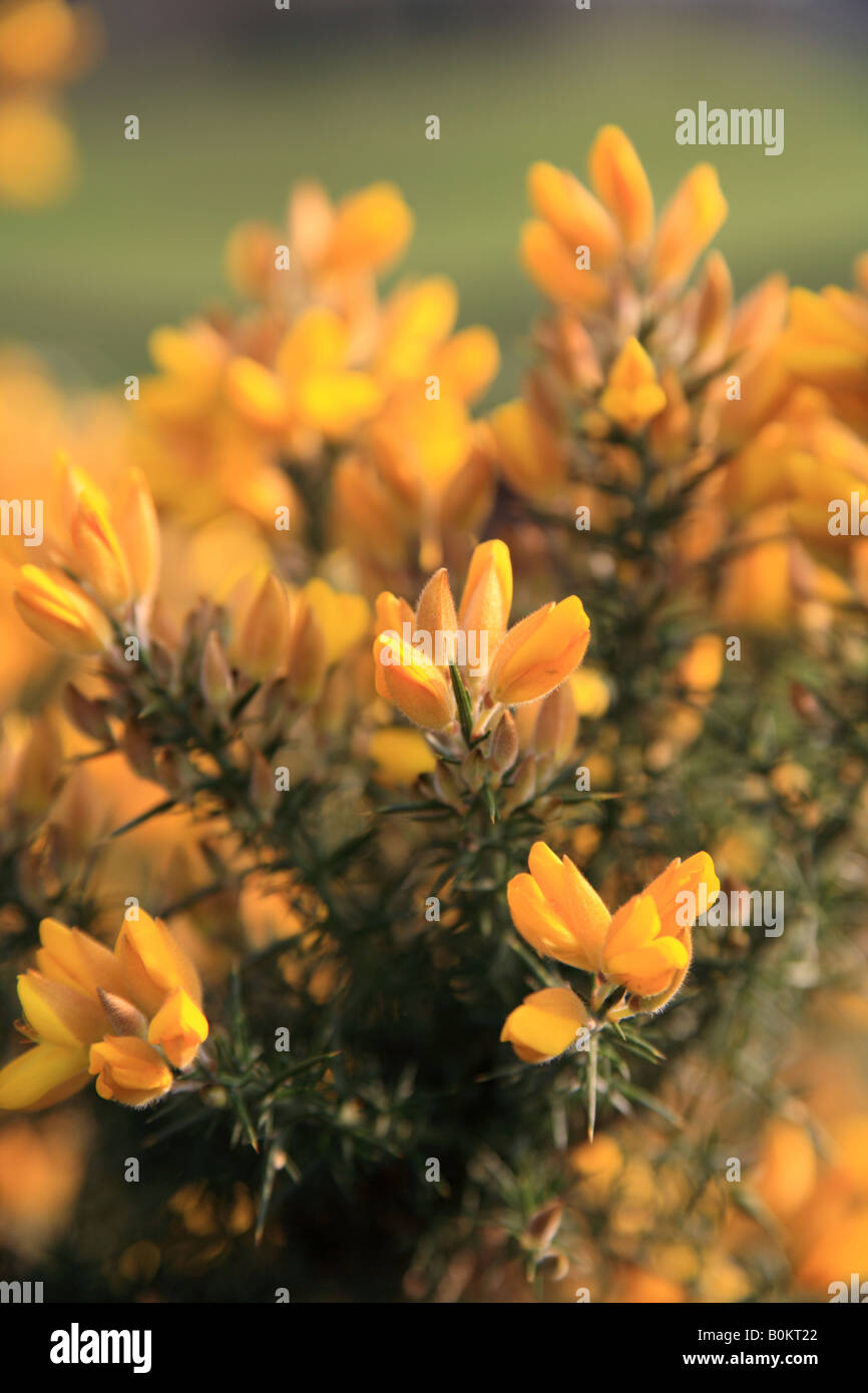 Gorse bush flowers, 'Ulex europaeus' Stock Photo