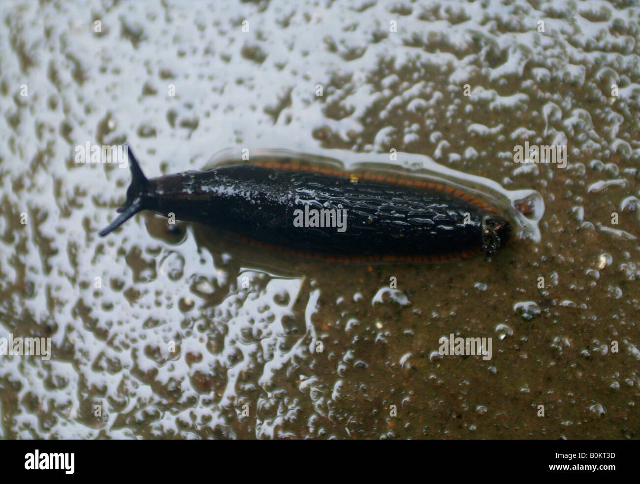A garden slug crawling along a wet floor in the rain Stock Photo