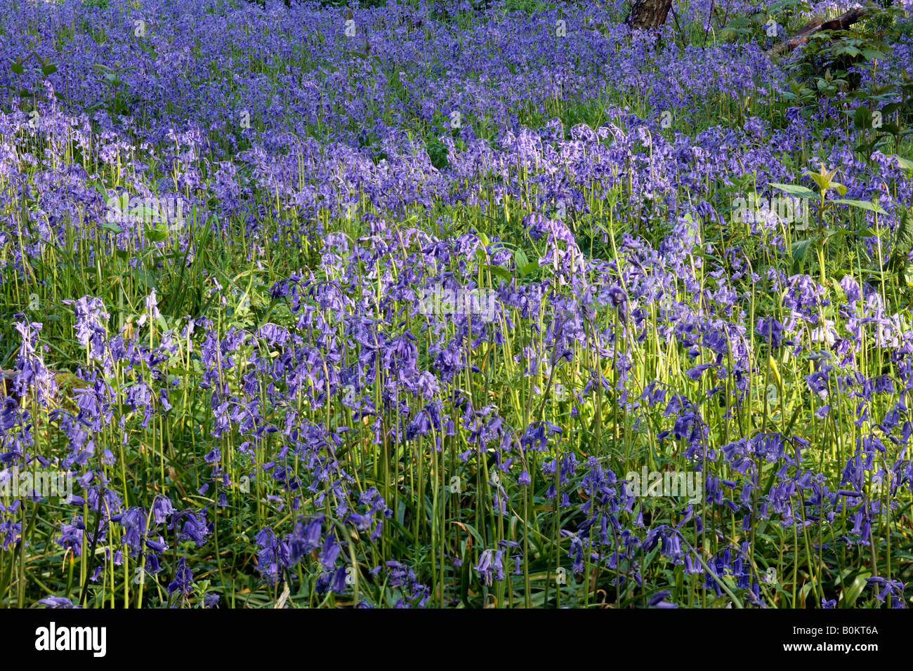Native bluebell Hyacinthoides non-scripta Gamlingay wood Cambridgeshire Stock Photo