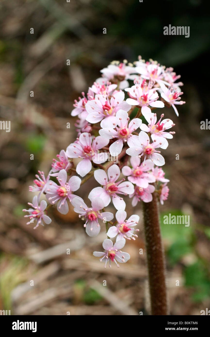 Darmera Peltata Flower Hi res Stock Photography And Images Alamy darmera-peltata-flower-hi-res-stock-photography-and-images-alamy