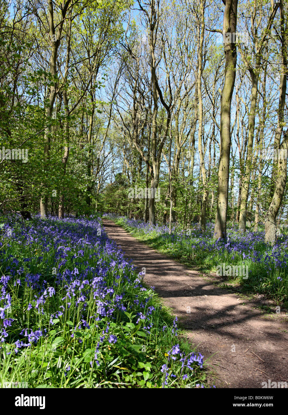 Native bluebell Hyacinthoides nonscripta alongside woodland walk