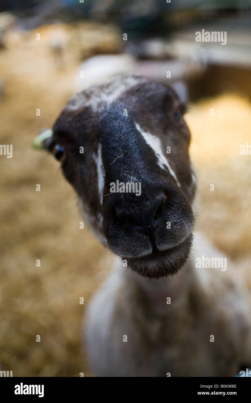 Funny sheep face. Stock Photo