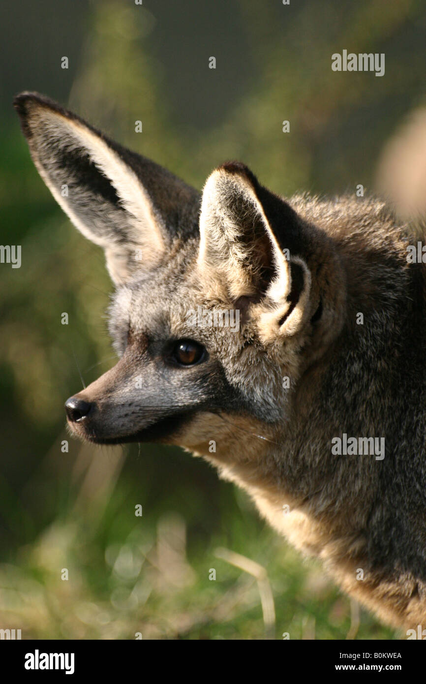 Bat-eared Fox Otocyon megalotis Stock Photo - Alamy