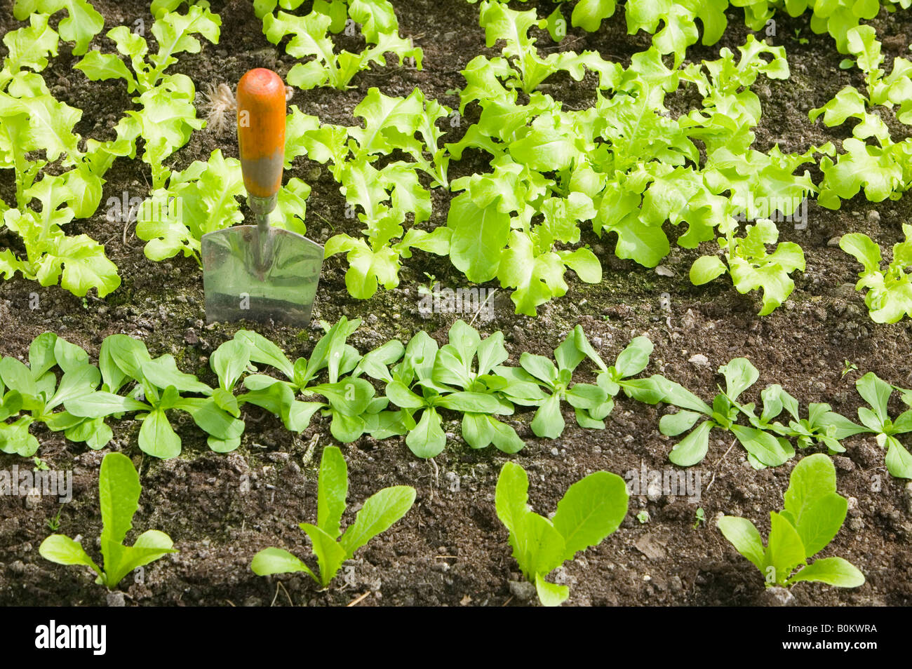 Lettuce growing in a greenhouse Stock Photo Alamy
