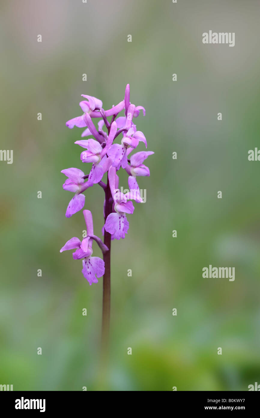 Early-purple Orchid Orchis mascula flower spike Gamlingay wood Cambridgeshire Stock Photo