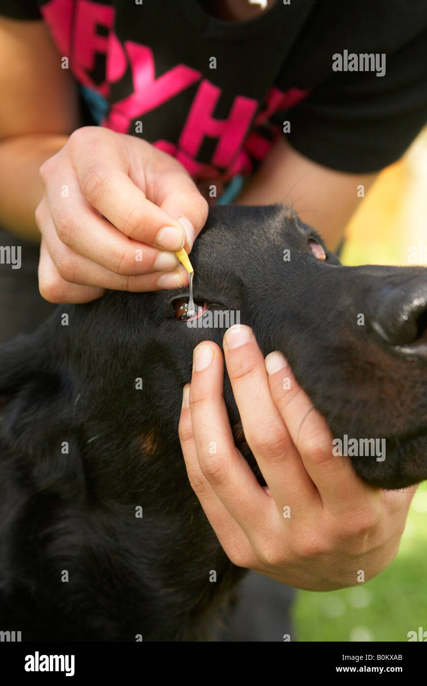 Beauceron getting eye drops Stock Photo - Alamy