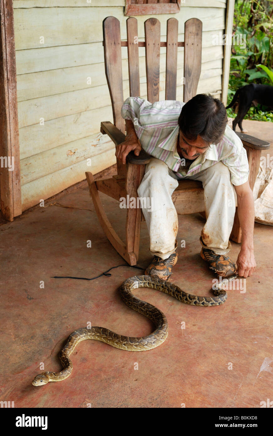 Cuban boa, Epicrates angulifer, this snake is threatened with extinction  Stock Photo - Alamy