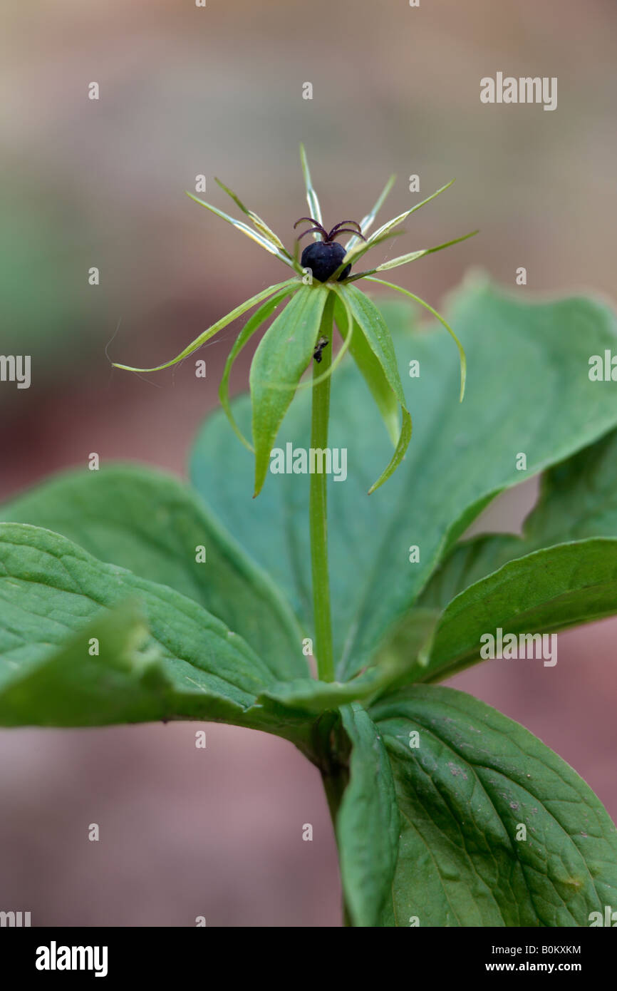 Herb-paris Paris quadrifolia Gamlingay wood Cambridgeshire Stock Photo