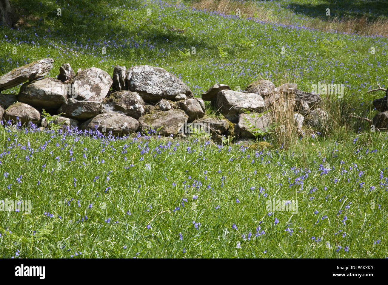 Cwm Pennant Gwynedd North Wales UK May A dry stone wall in the middle