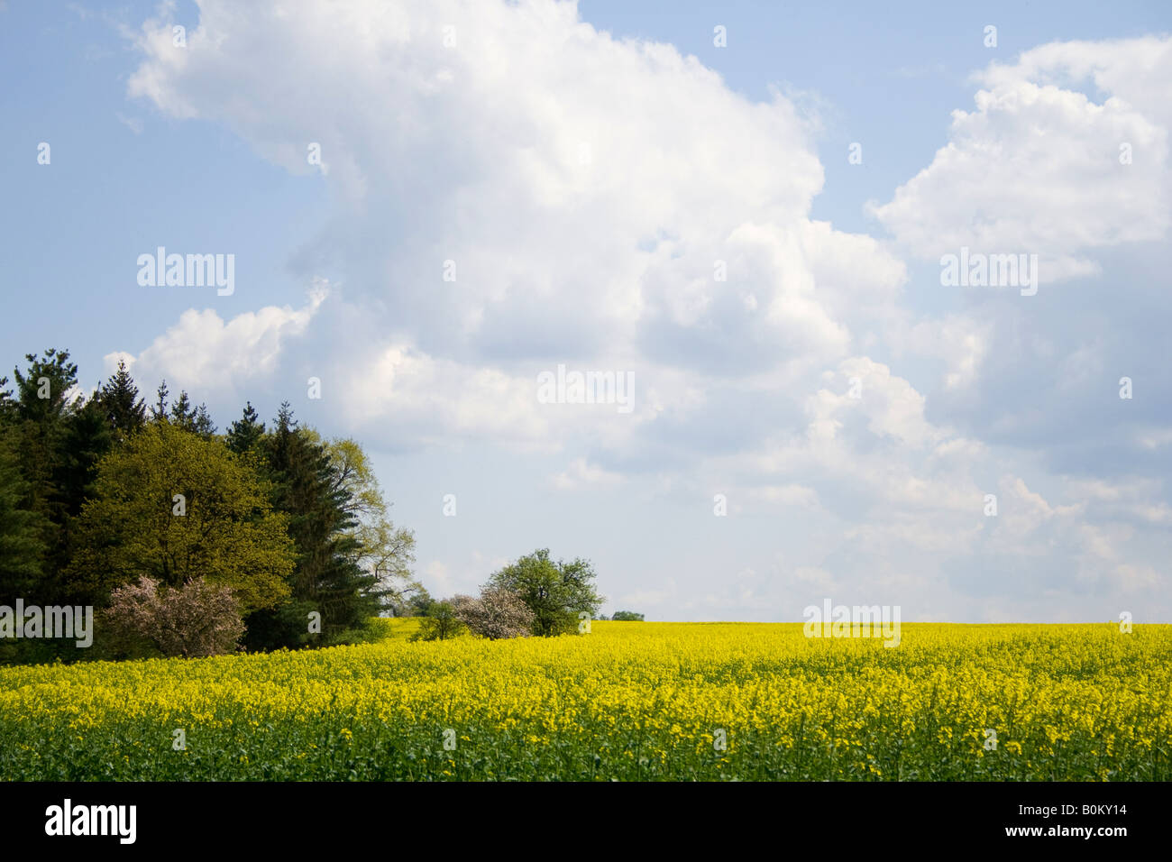 Yellow rapeseed field under a bright blue sky with fluffy white clouds ...