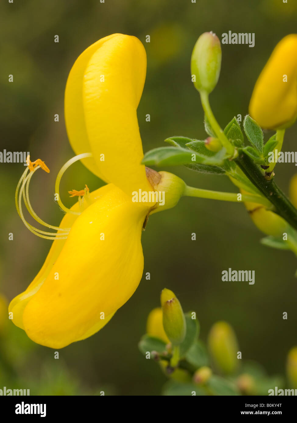 Close up of the flower of Broom Cytisus scoparius Fabaceae Stock Photo