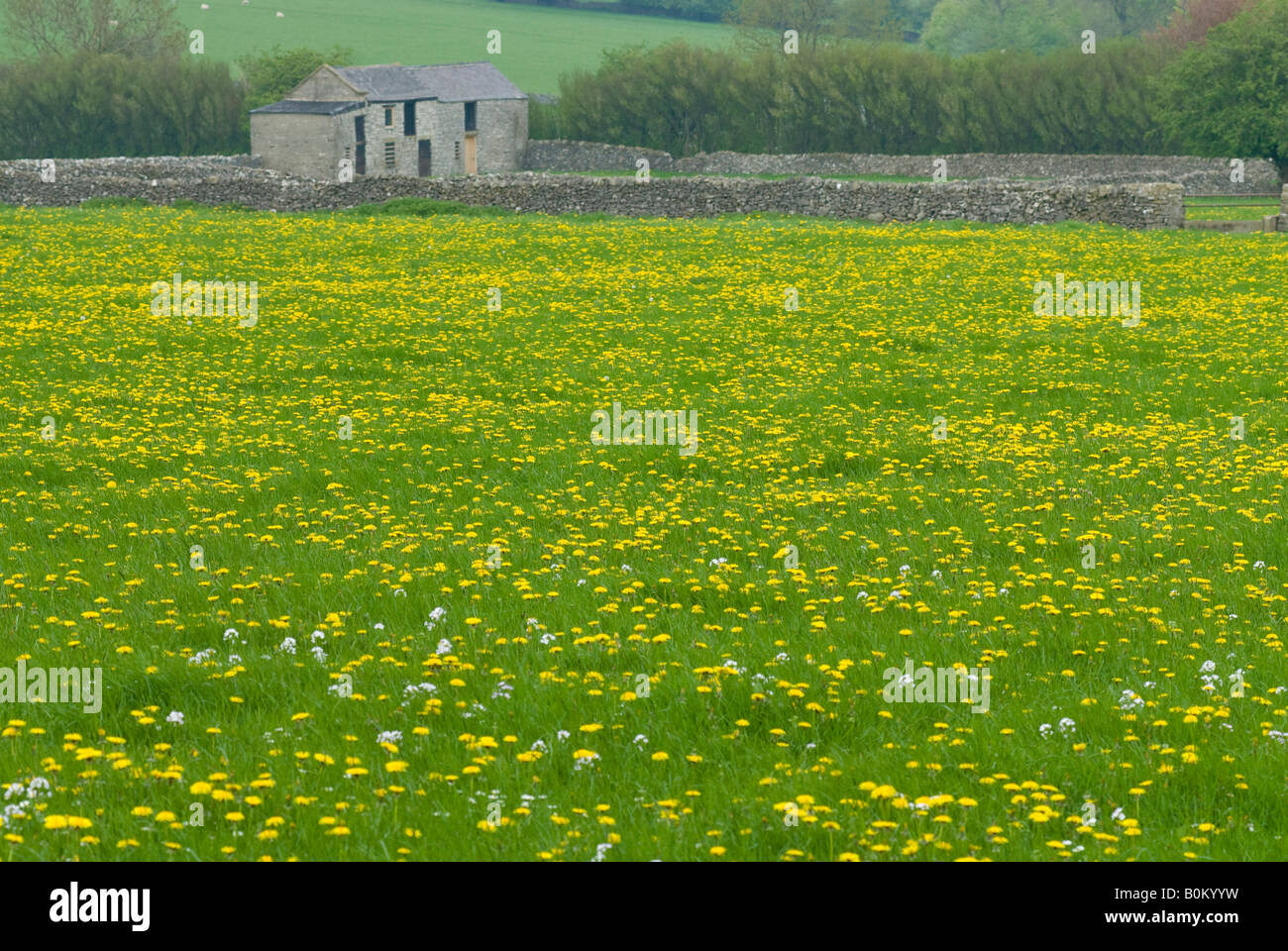 Dandelion Field Derbyshire Stock Photo