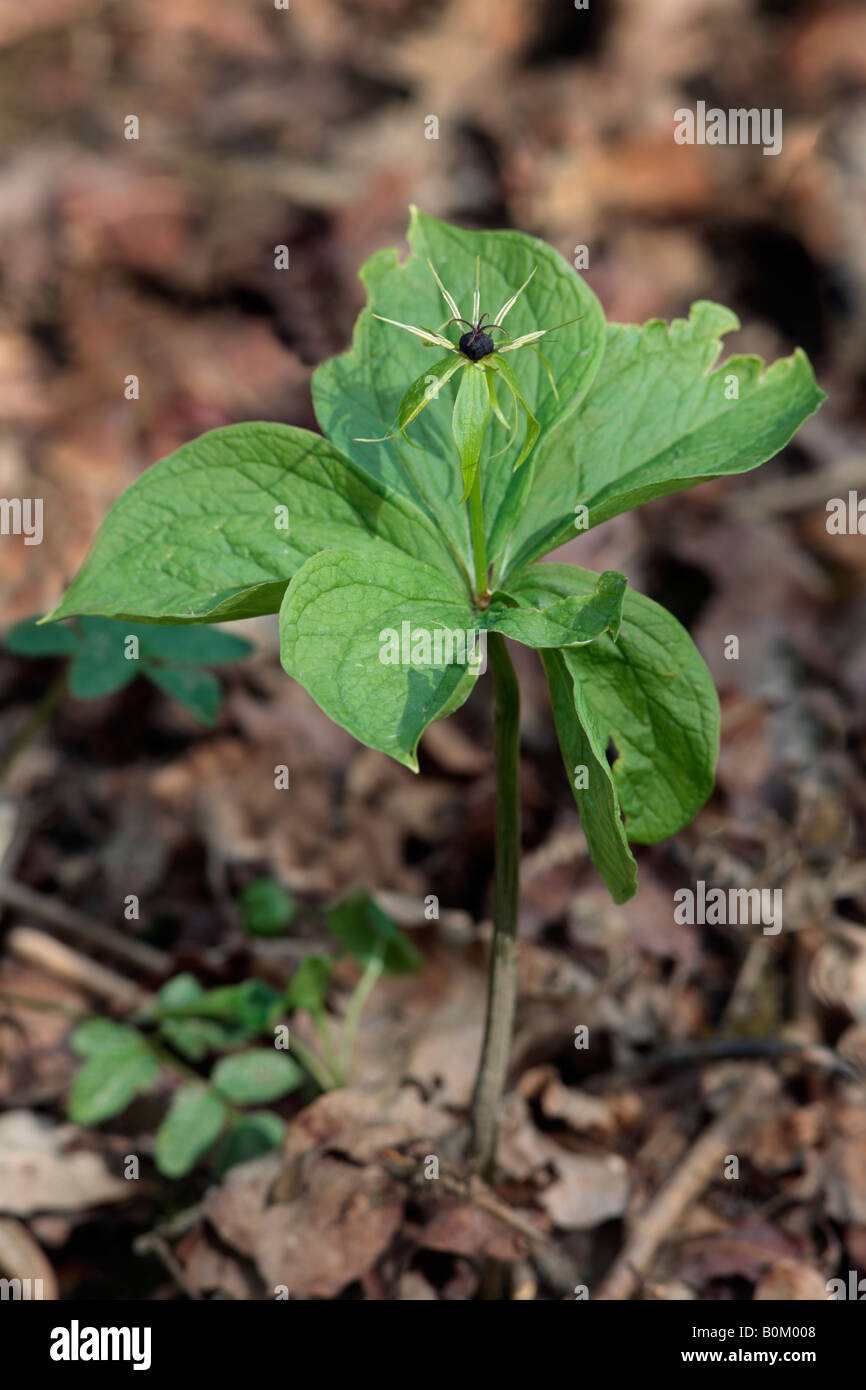 Herb-paris Paris quadrifolia Gamlingay wood Cambridgeshire Stock Photo