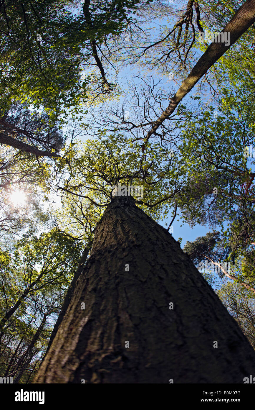 Tree tops looking up Gamlingay wood Cambridgeshire Stock Photo Alamy