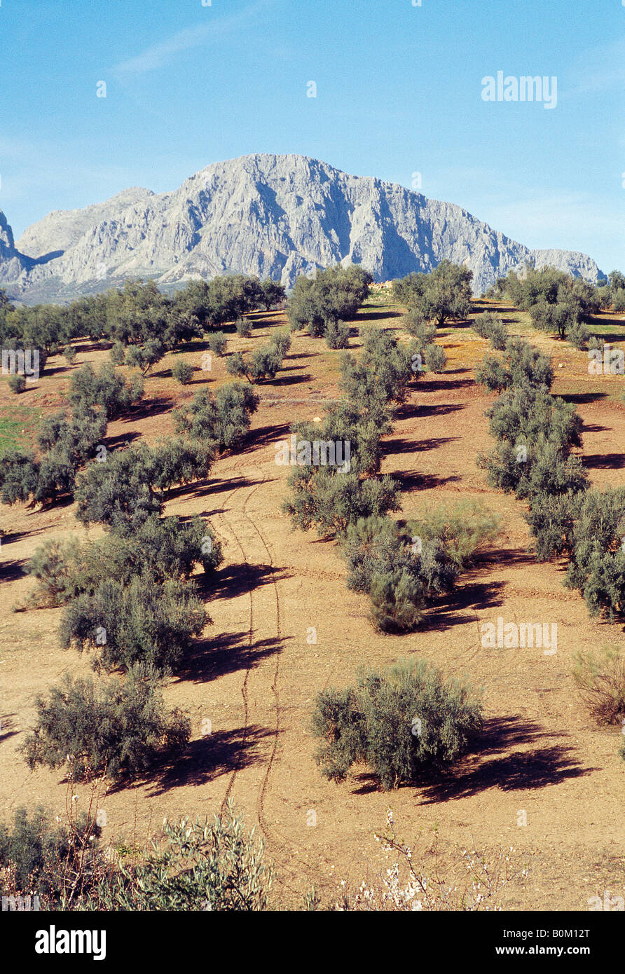 Olive grove. La Axarquia. Malaga province. Andalusia. Spain. Stock Photo