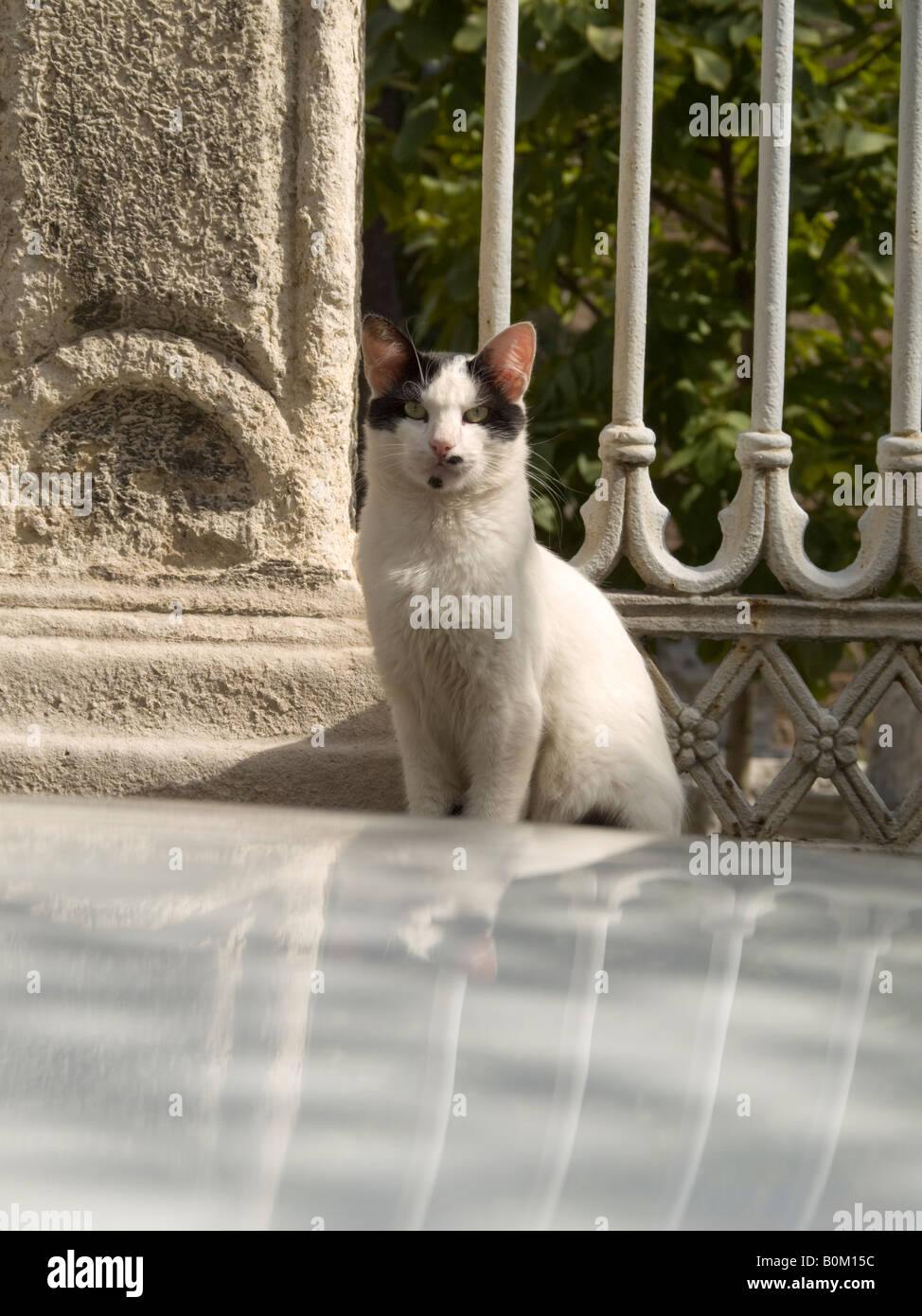 Cat Istanbul Turkey Stock Photo