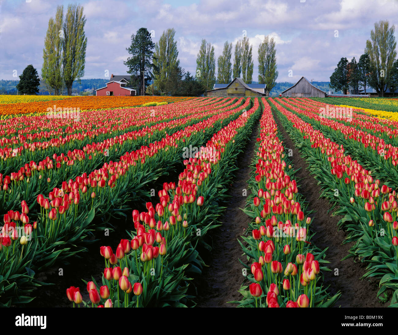 Rows of tulips in Skagit County, Washington Stock Photo