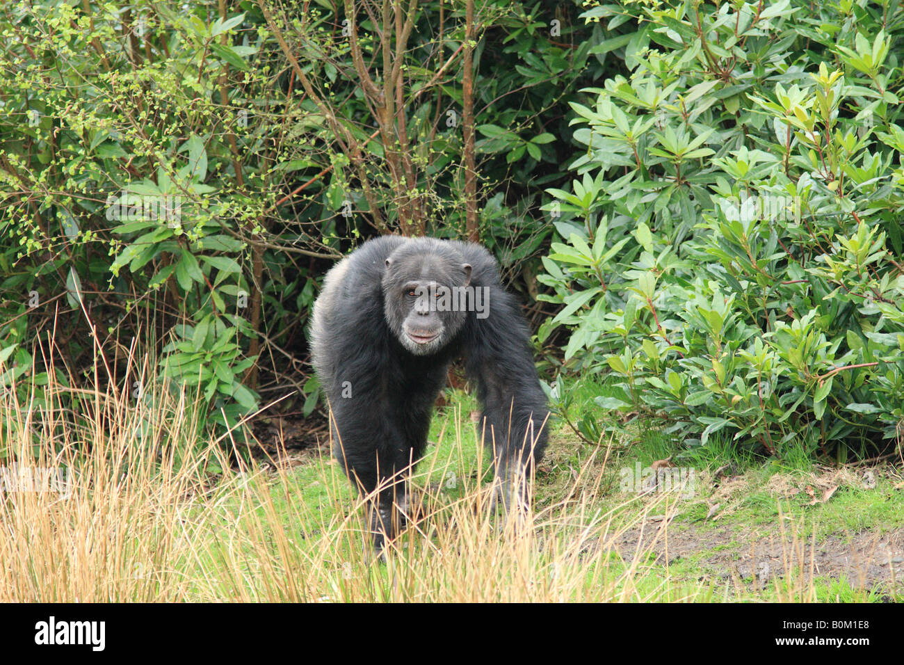 A male chimpanzee (pan troglodytes) walking past the reeds Stock Photo