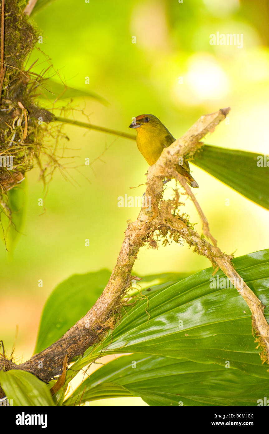 COSTA RICA Female Olive Backed Euphonia bird resting on tree branch in rainforest habitat. Stock Photo