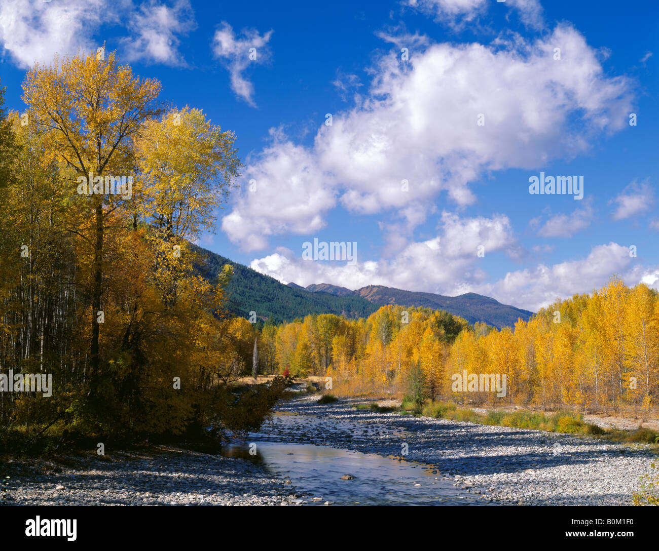 Okanogan County WA Gold leafed cottonwoods and aspens along the Methow River in the Methow