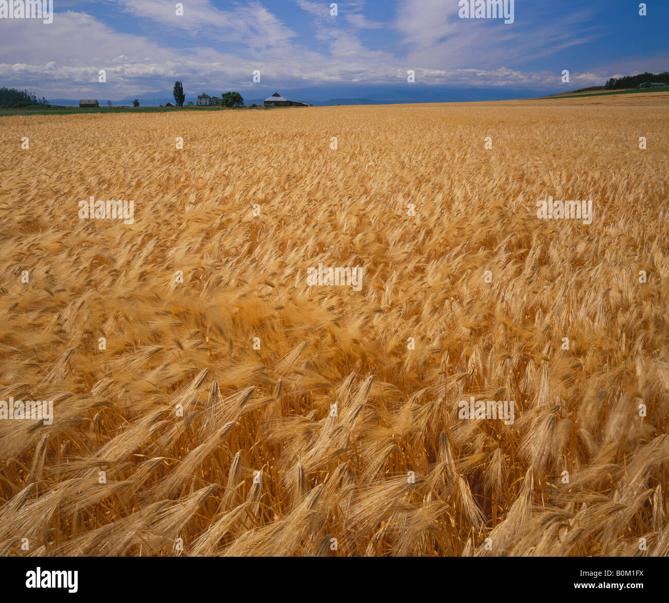 Amber waves of grain on Whidbey Island, WA Stock Photo