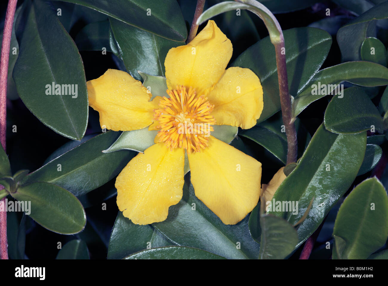 Climbing Guinea Flower -Hibbertia scandens -Family Dilleniaceae Stock Photo