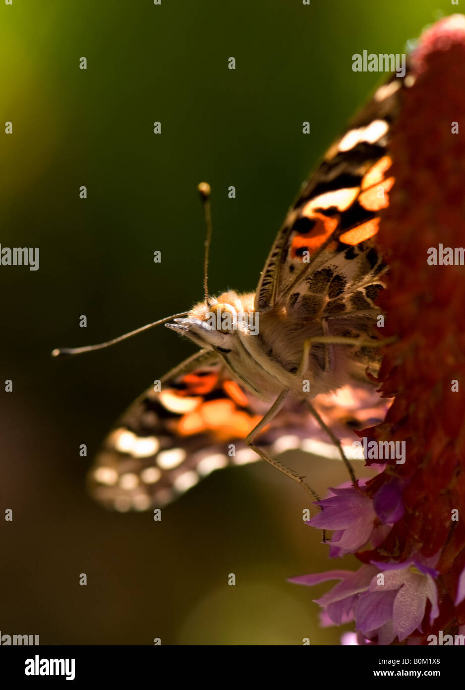 Painted Lady butterfly on orchid primrose flower spike Stock Photo