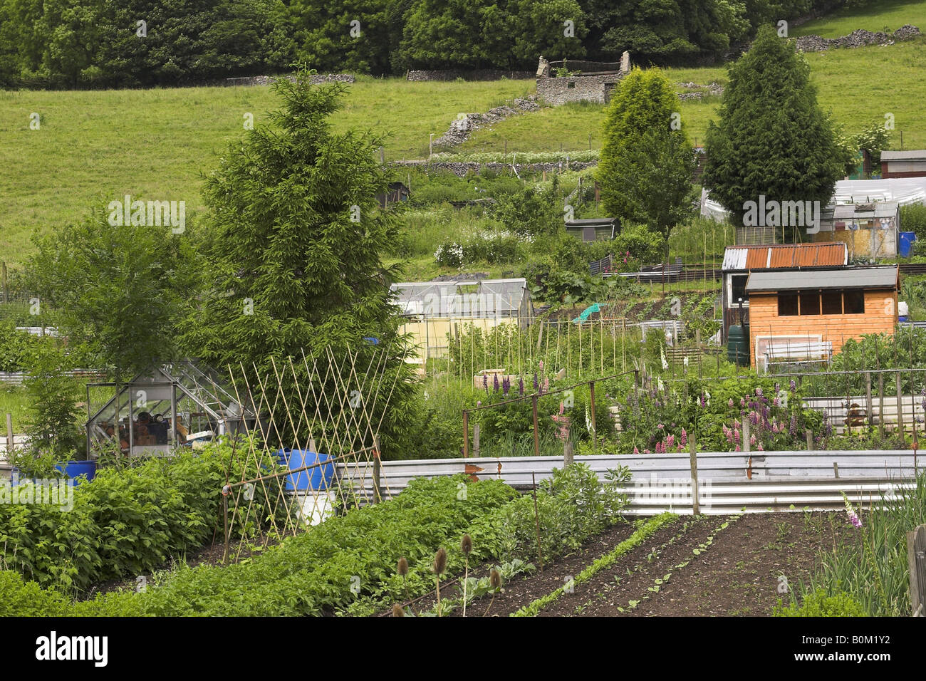 Allotment gardens in Derbyshire, England, U.K. Stock Photo