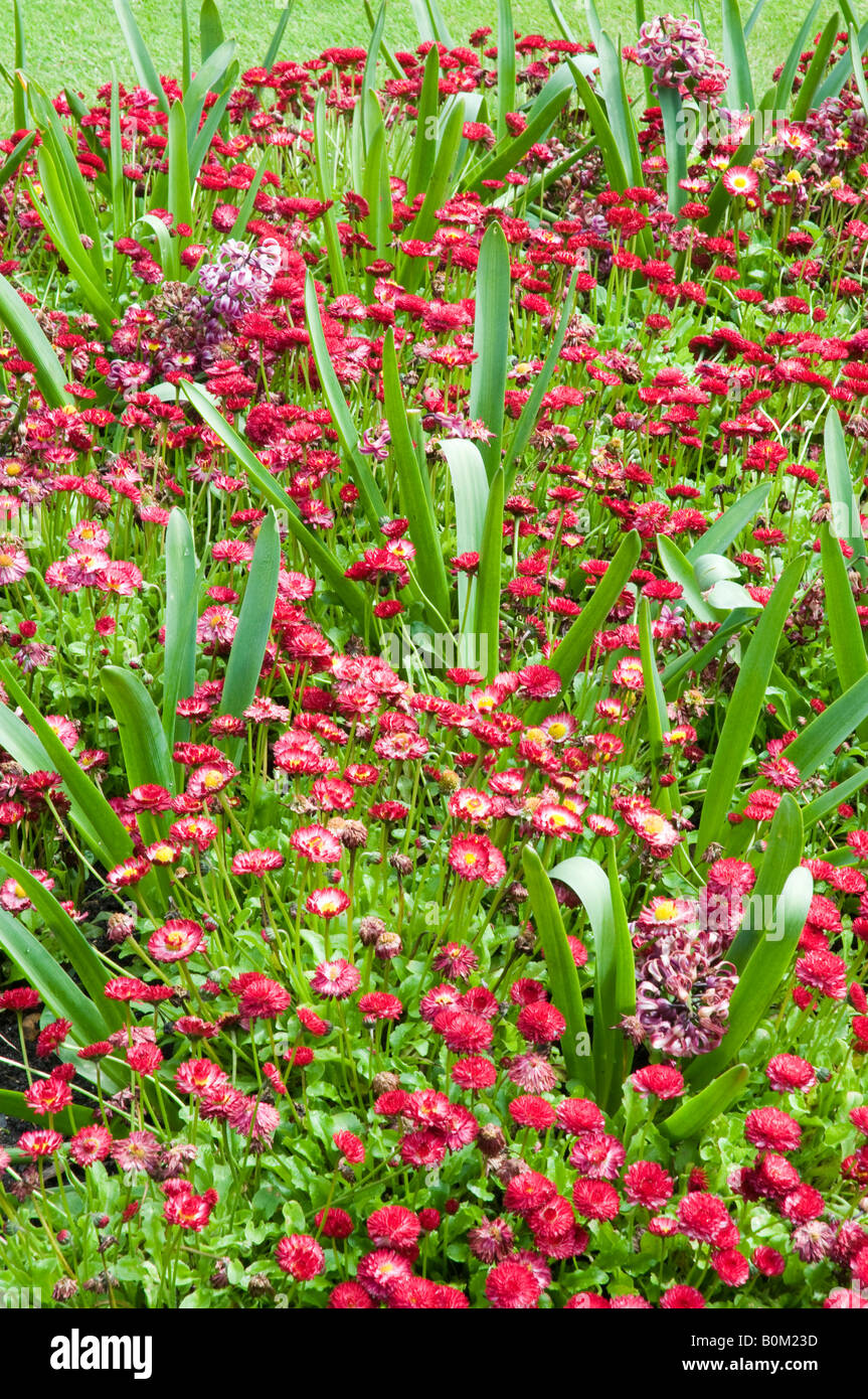 Chrystanthemum Flowers in Bournemouth gardens Dorset Stock Photo Alamy