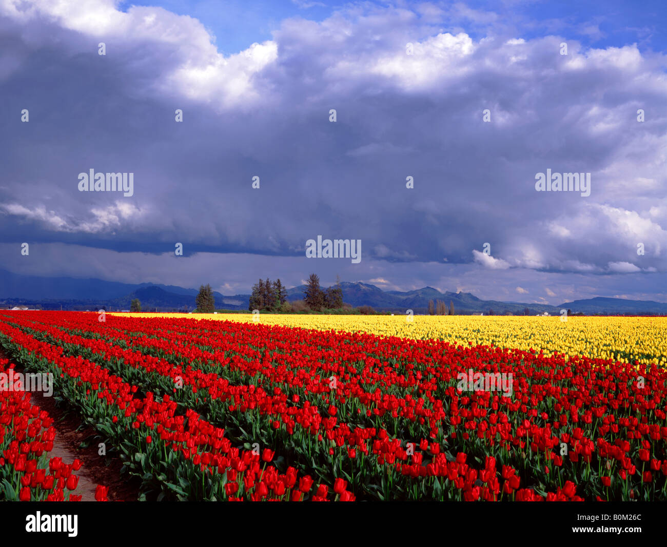 Rows of red and yellow tulips under stormy skies Stock Photo