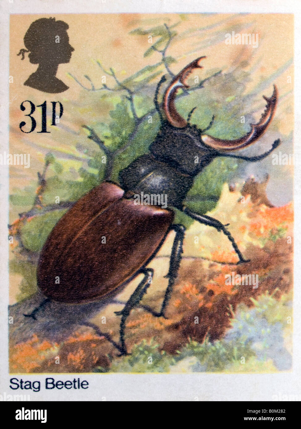 Stag beetle stamp Stock Photo