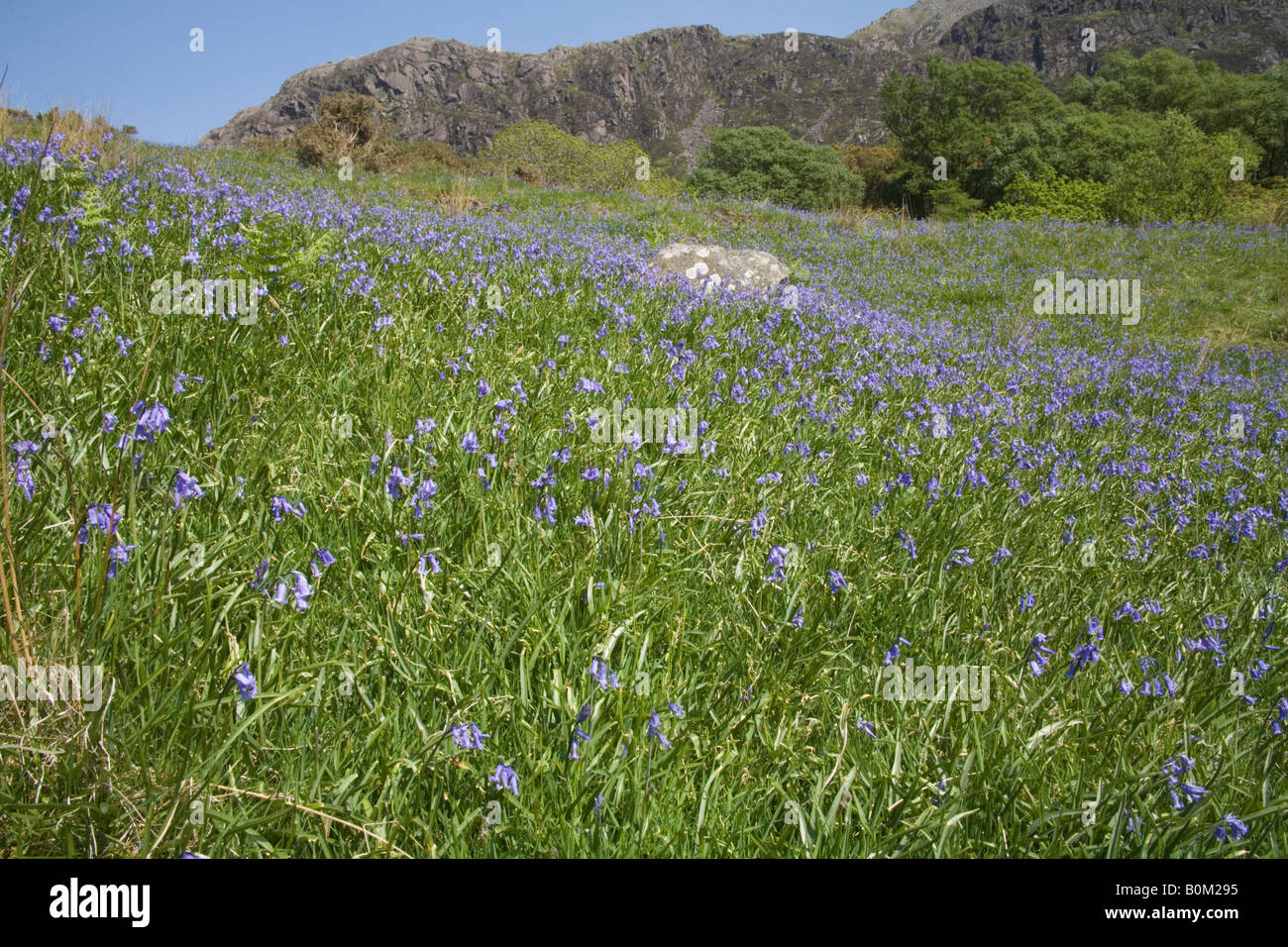 Cwm Pennant Gwynedd North Wales UK May Looking over a bluebell covered