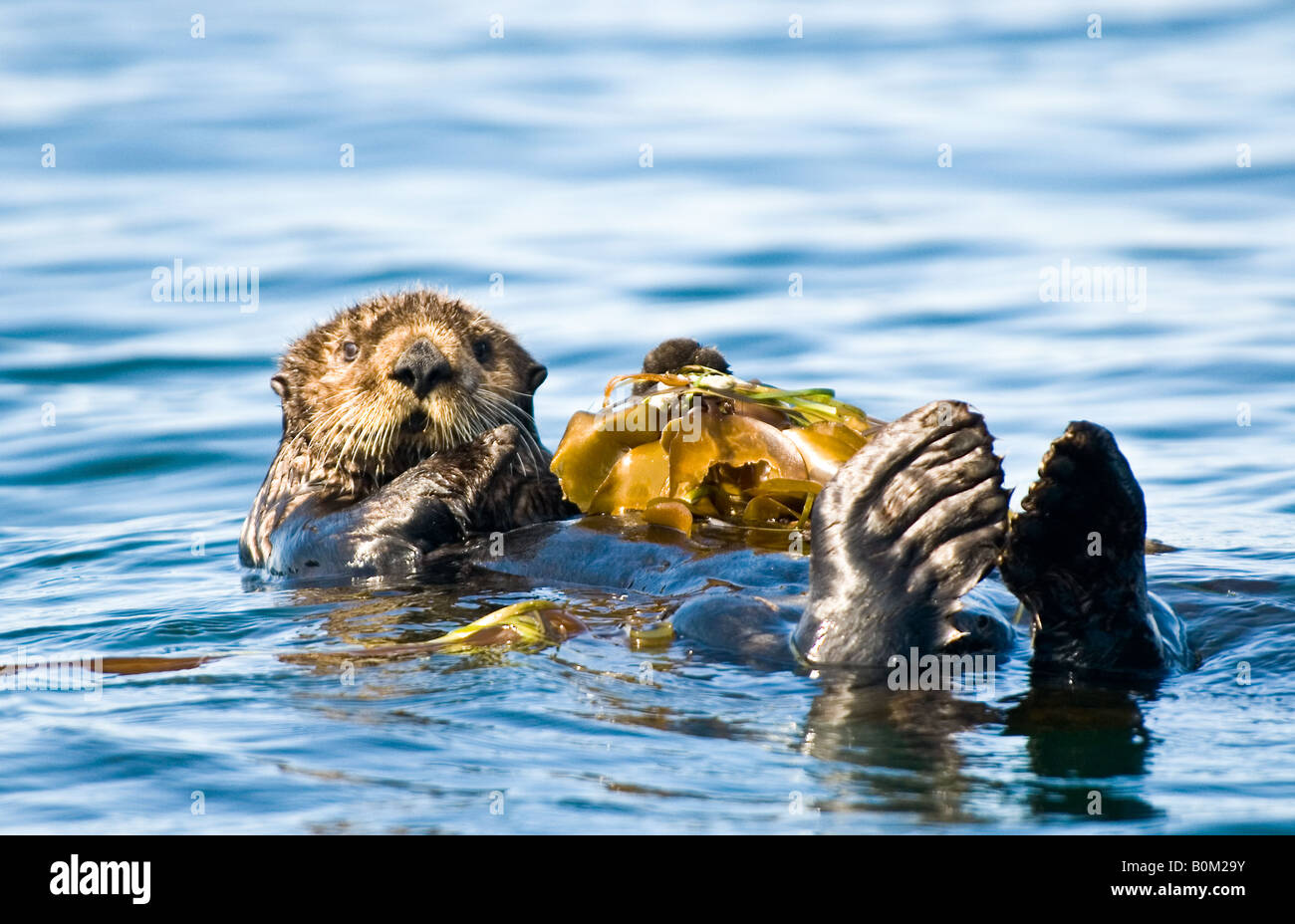 USA Alaska Sea Otter resting on kelp bed in ocean Stock Photo