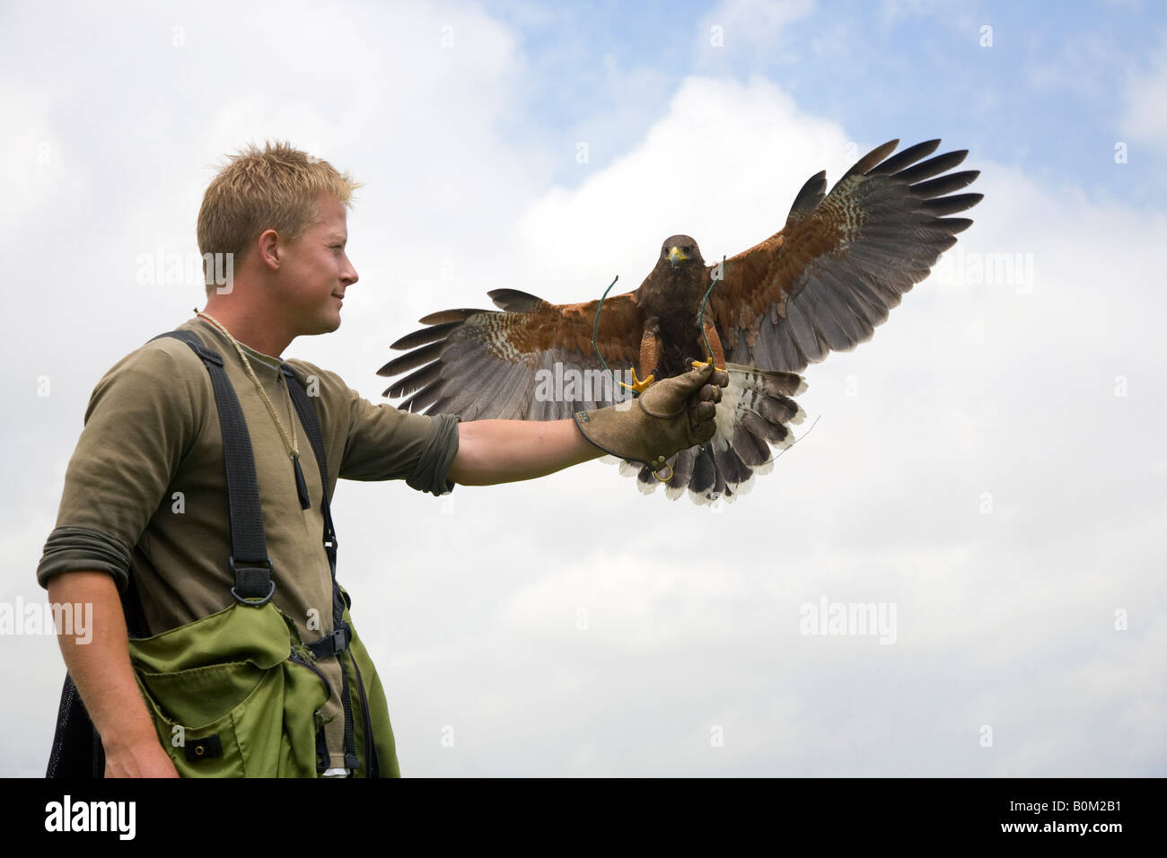 The Art of Falconry with trained bird of prey. Falconer at Malta