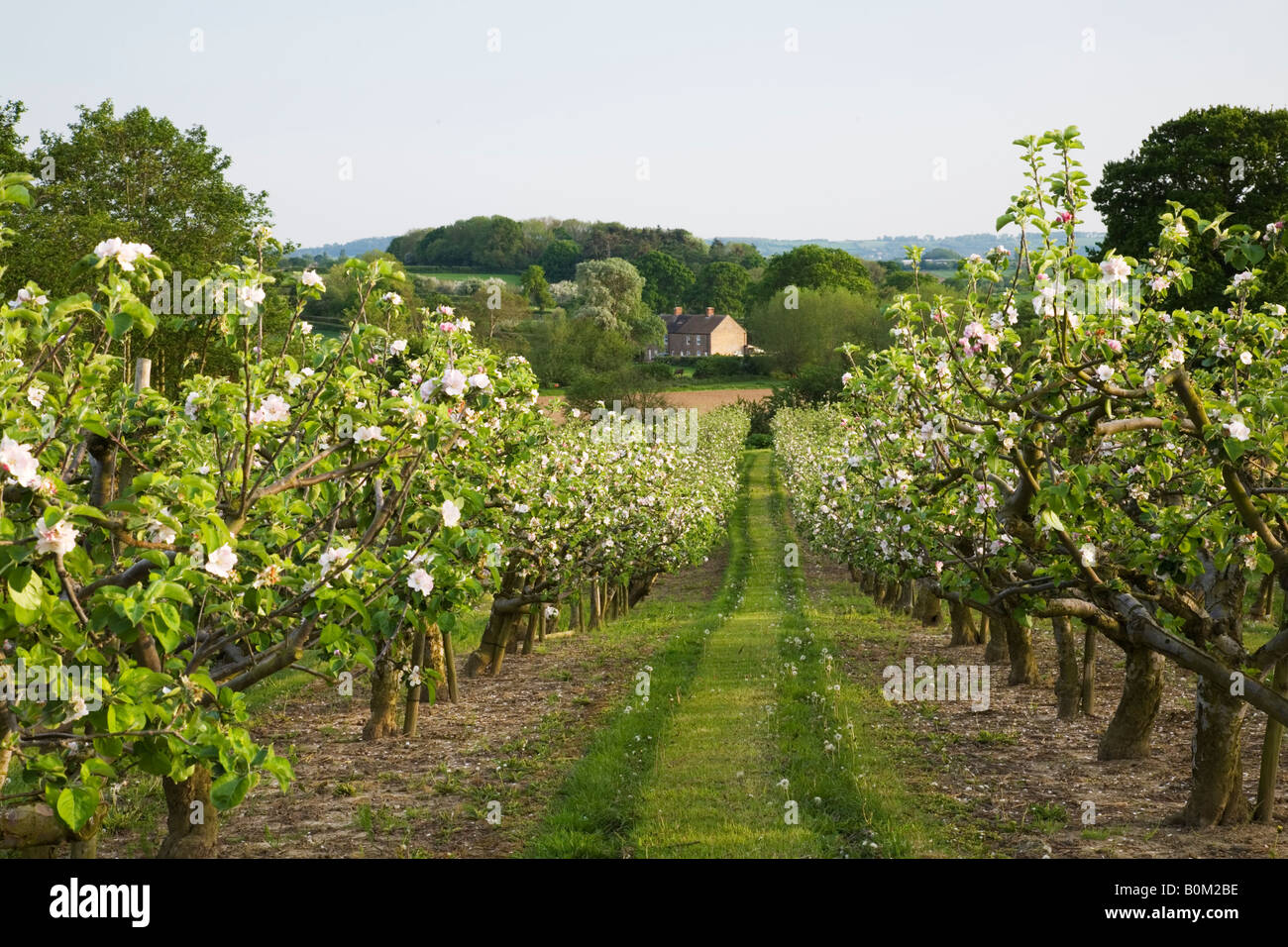 Cider apple orchard uk hi-res stock photography and images - Alamy
