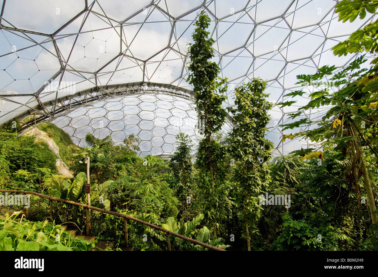 Eden Project, Cornwall. A view looking through the canopy of the tropical biome dome Stock Photo