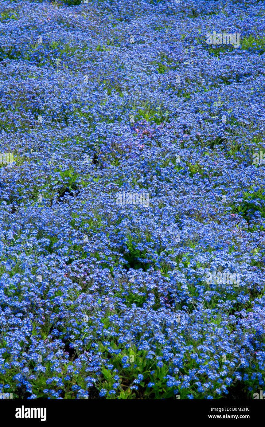 Blue purple aubretia rock cress flowers Stock Photo