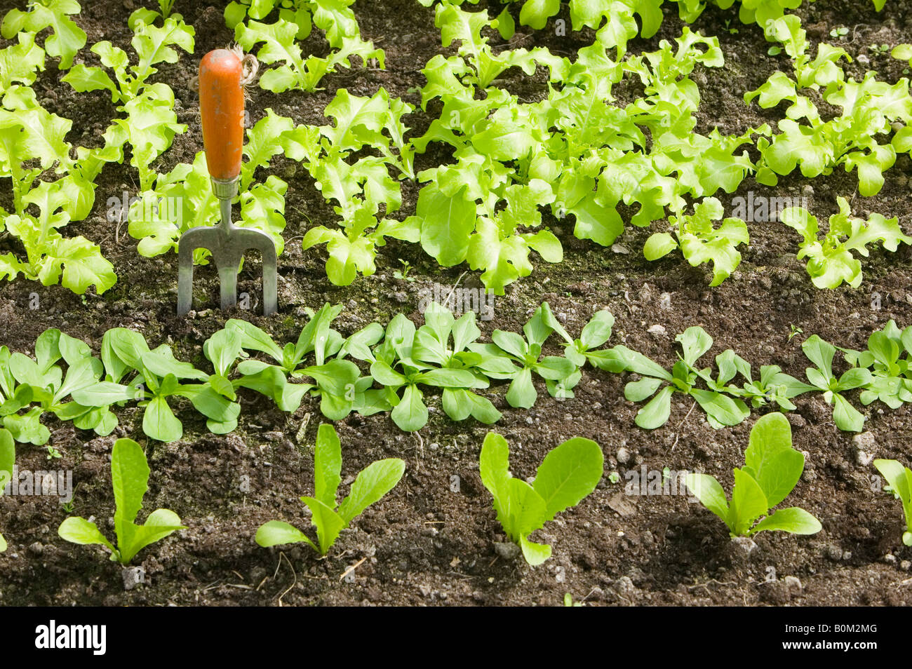 Lettuce growing in a greenhouse Stock Photo Alamy