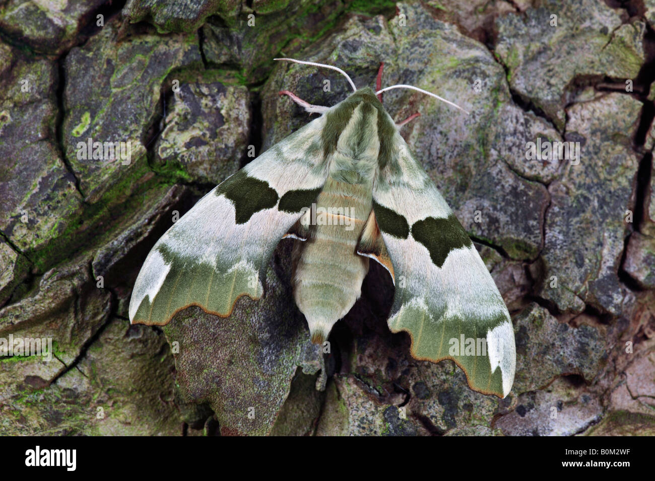 Lime Hawk moth Mimas tiliae at rest on log Potton Bedfordshire Stock Photo