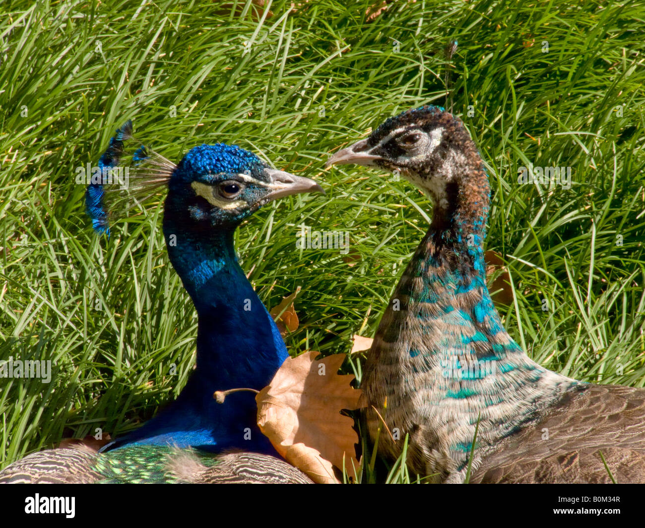 Male And Female Peacocks