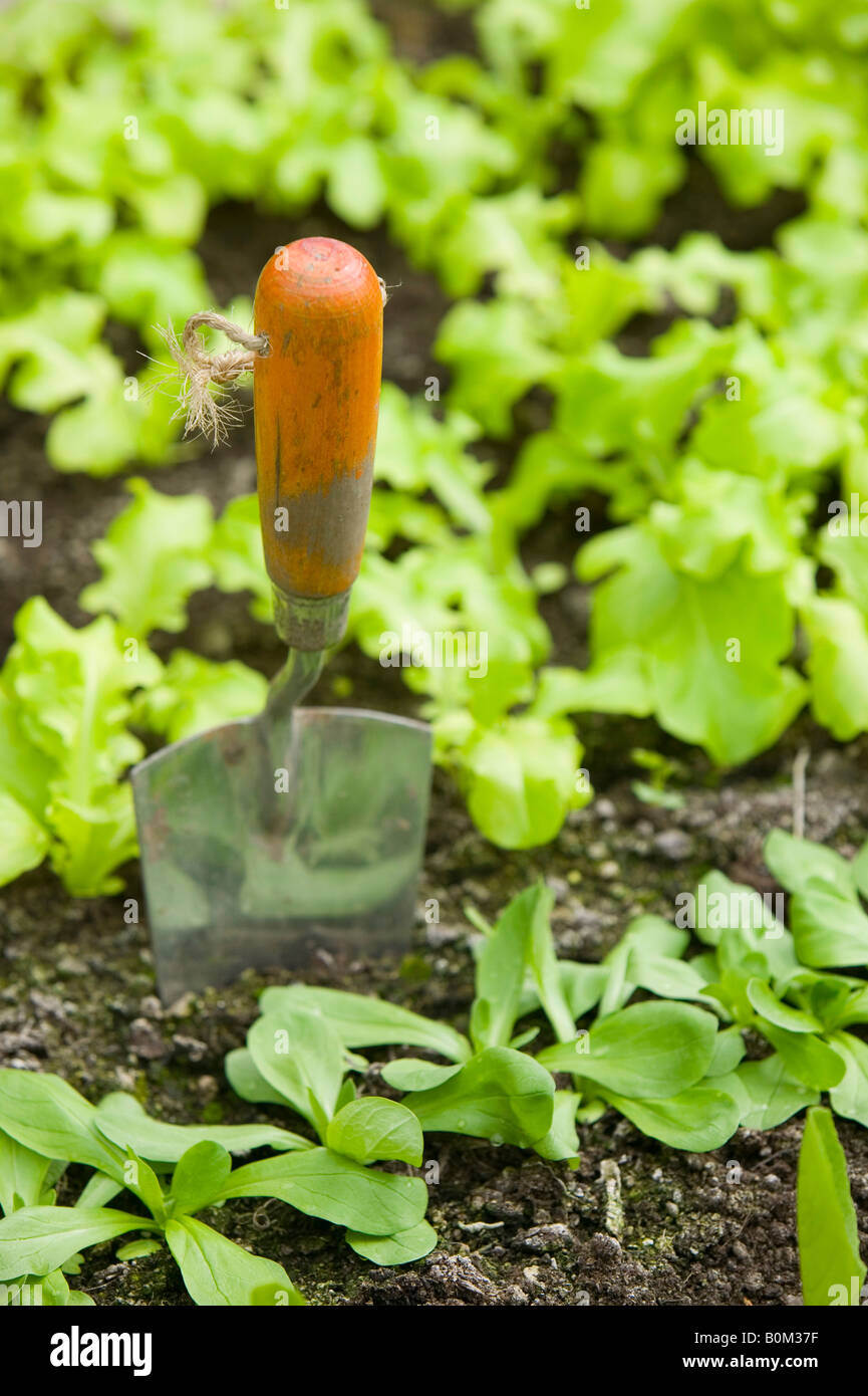 Lettuce growing in a greenhouse Stock Photo Alamy