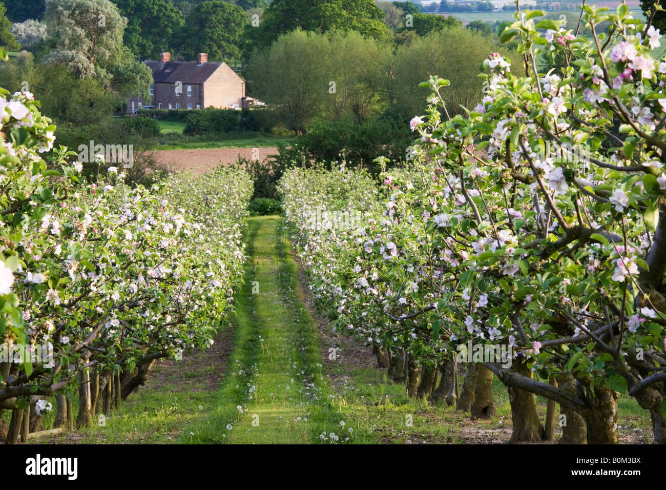 Cider apple orchard uk hires stock photography and images Alamy