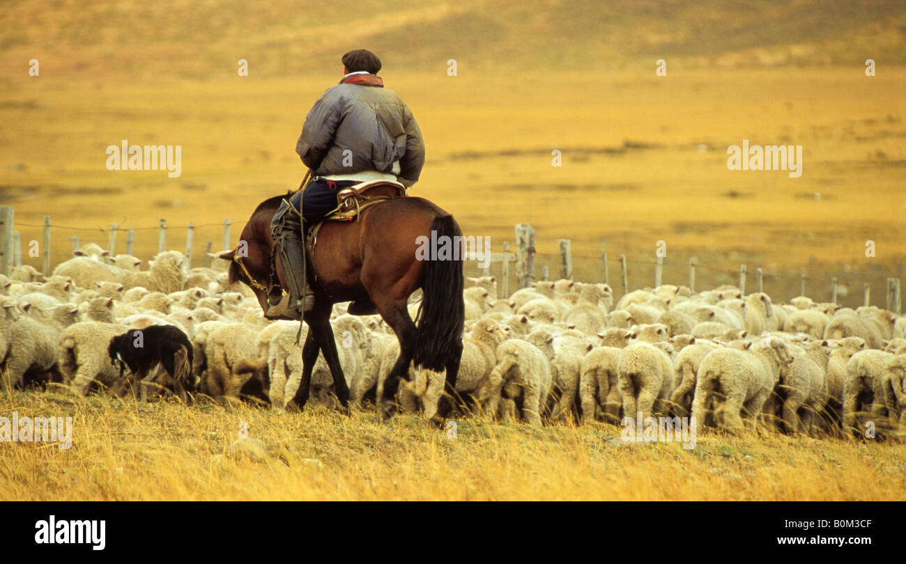 ARGENTINA Patagonia Gaucho Cowboy On Horse Herding Sheep on open range Stock Photo