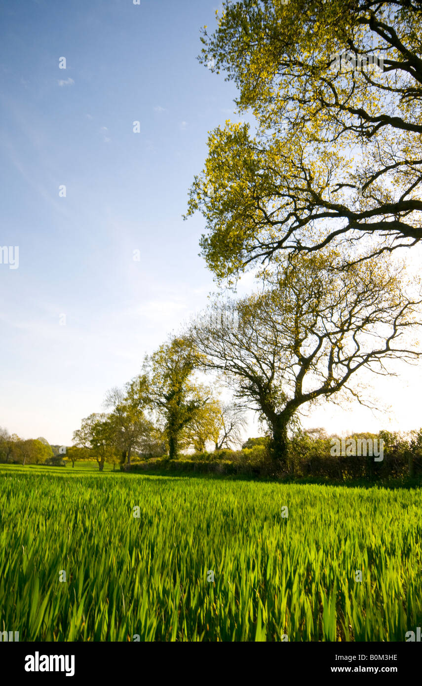 Budding trees and young crops Spring time Hampshire England UK Stock