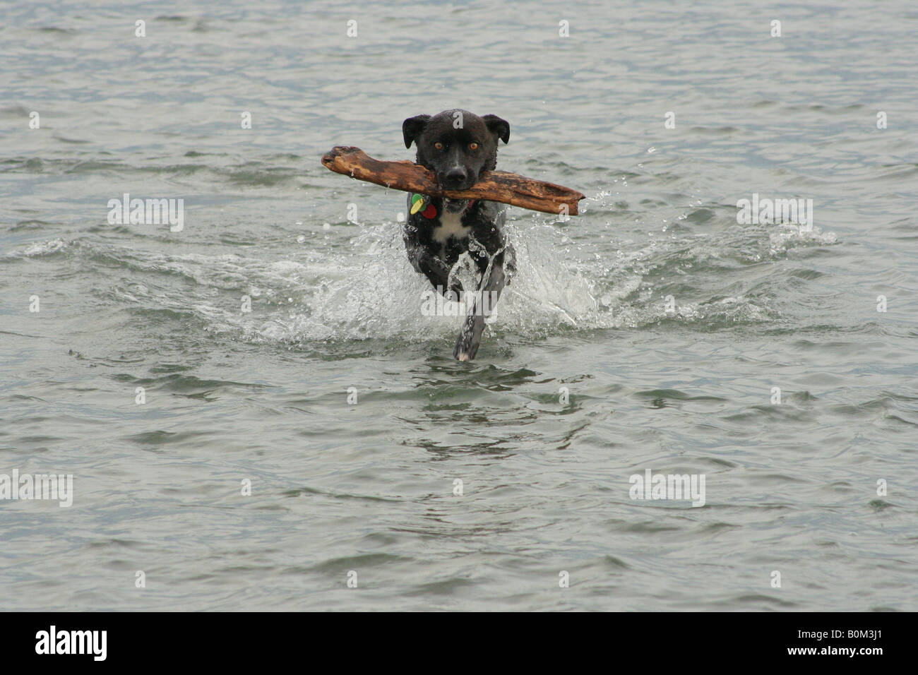 Black labrador dog bounding through the water with a stick in its mouth. Stock Photo