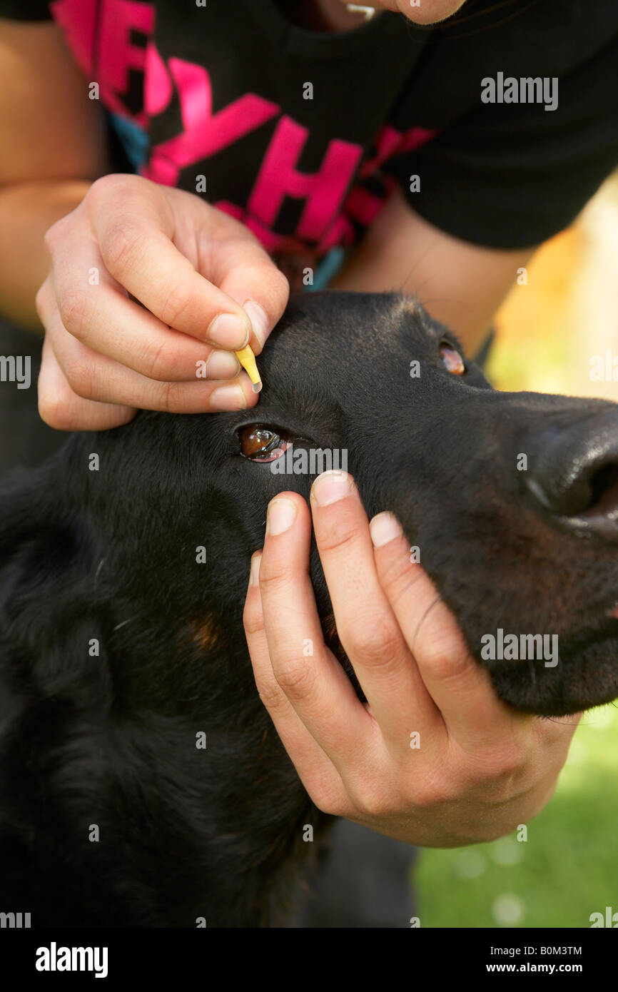 Beauceron getting eye drops Stock Photo - Alamy